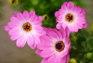 ガーデニングショップにてⅠ