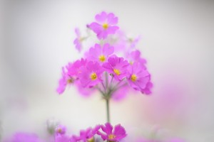 ガーデニングショップにてⅢ