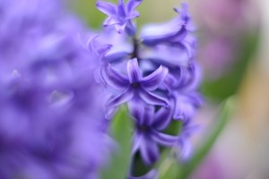 ガーデニングショップにてⅢ