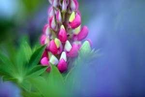 ガーデニングショップにてⅢ