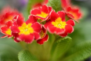 ガーデニングショップにてⅢ