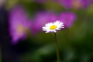 ガーデニングショップにてⅠ