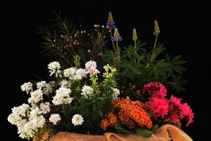 ガーデニングショップにて