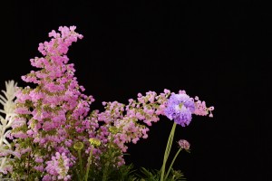 ガーデニングショップにて