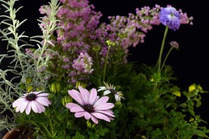 ガーデニングショップにて