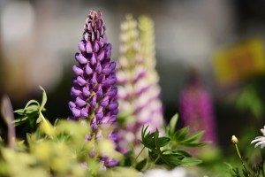 ガーデニングショップにて