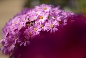 ガーデニングショップにて