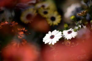 ガーデニングショップにて