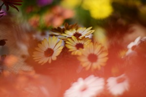 ガーデニングショップにて