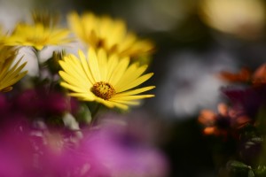 ガーデニングショップにて