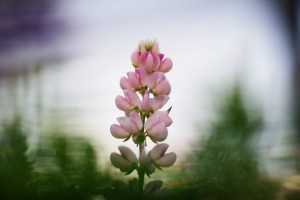 ガーデニングショップにて