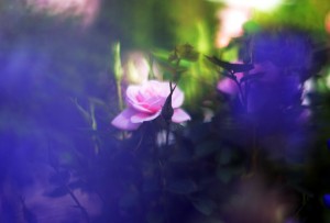 ガーデニングショップにて