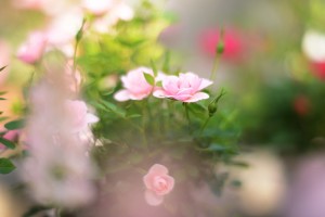 ガーデニングショップにて