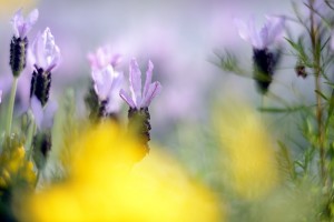 ガーデニングショップにて