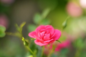 ガーデニングショップにて