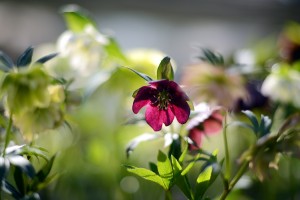 ガーデニングショップにて