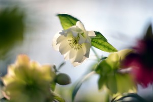 ガーデニングショップにて