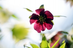 ガーデニングショップにて