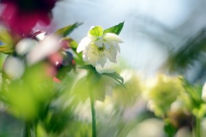 ガーデニングショップにて