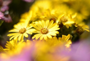 ガーデニングショップにて