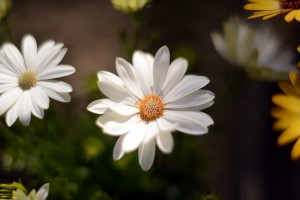 ガーデニングショップにて