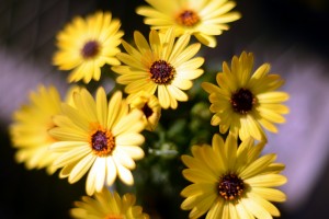 ガーデニングショップにて