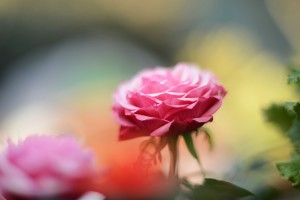 ガーデニングショップにて