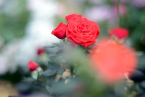 ガーデニングショップにて