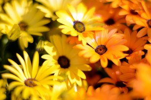 ガーデニングショップにて