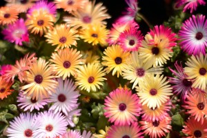 ガーデニングショップにて