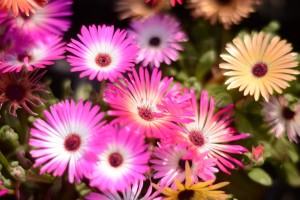 ガーデニングショップにて