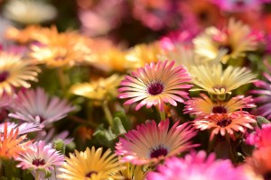 ガーデニングショップにて