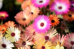 ガーデニングショップにて