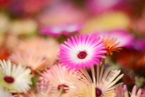 ガーデニングショップにて