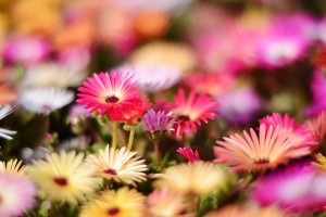 ガーデニングショップにて