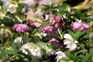 クリスマスローズ