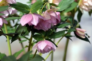 クリスマスローズ