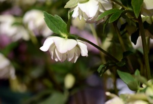 クリスマスローズ