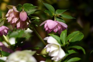 クリスマスローズ