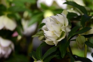 クリスマスローズ