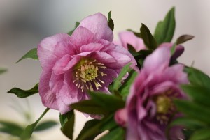 クリスマスローズ