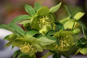 クリスマスローズ