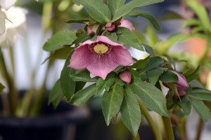 クリスマスローズ