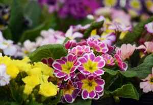 サクラソウの仲間