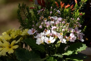 サクラソウの仲間