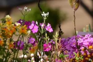 サクラソウの仲間