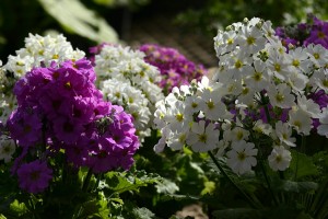 サクラソウの仲間