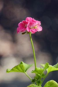 サクラソウの仲間