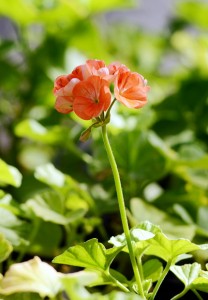 サクラソウの仲間