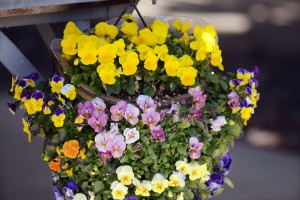 ハンギングバスケット